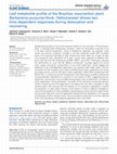 Research paper thumbnail of Leaf metabolite profile of the Brazilian resurrection plant Barbacenia purpurea Hook. (Velloziaceae) shows two time-dependent responses during desiccation and recovering