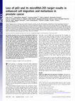 Research paper thumbnail of Loss of p63 and its microRNA-205 target results in enhanced cell migration and metastasis in prostate cancer