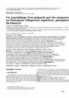 Research paper thumbnail of Un assemblage d'os grignoté par les rongeurs au Paléogène (Oligocène supérieur, phosphorites du Quercy)