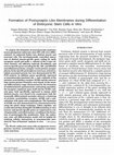 Research paper thumbnail of Formation of Postsynaptic-Like Membranes during Differentiation of Embryonic Stem Cellsin Vitro