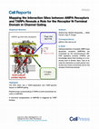 Research paper thumbnail of Mapping the Interaction Sites between AMPA Receptors and TARPs Reveals a Role for the Receptor N-Terminal Domain in Channel Gating