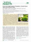 Research paper thumbnail of Concise and Scalable Synthesis of Aspalathin, a Powerful Plasma Sugar-Lowering Natural Product