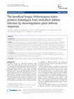 Research paper thumbnail of The beneficial fungus Piriformospora indica protects Arabidopsis from Verticillium dahliae infection by downregulation plant defense responses