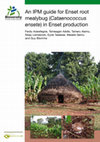 Research paper thumbnail of An IPM guide for Enset root mealybug (Cataenococcus ensete) in Enset production