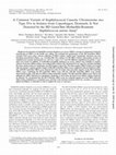 Research paper thumbnail of A Common Variant of Staphylococcal Cassette Chromosome mec Type IVa in Isolates from Copenhagen, Denmark, Is Not Detected by the BD GeneOhm Methicillin-Resistant Staphylococcus aureus Assay