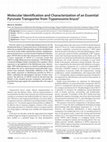 Research paper thumbnail of Molecular identification and characterization of canine Hepatozoon species from Brazil