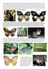 Research paper thumbnail of Butterfly Guide Rutooro Feb0902