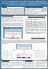 Research paper thumbnail of The Drosophila genome variation browser