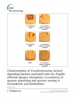 Research paper thumbnail of Characterization of N-acylhomoserine lactone-degrading bacteria associated with the Zingiber officinale(ginger) rhizosphere: Co-existence of quorum quenching and  …