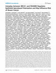 Research paper thumbnail of Interplay between BRCA1 and RHAMM Regulates Epithelial Apicobasal Polarization and May Influence Risk of Breast Cancer