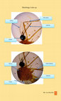 Research paper thumbnail of Morfology Culex sp