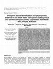 Research paper thumbnail of CO1 gene based identification and phylogenetic analysis of two fresh water fish species and