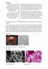 Research paper thumbnail of Cell Structure Biology