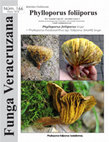 Research paper thumbnail of Phylloporus foliiporus. Boletales: Paxillaceae