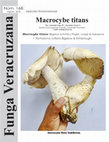 Research paper thumbnail of Macrocybe titans. Agaricales: Tricholomataceae