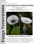 Research paper thumbnail of Leucoagaricus melanotrichus. Agaricales: Agaricaceae