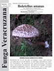 Research paper thumbnail of Boletellus ananas. Boletales: Strobilomycetaceae