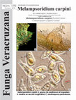 Research paper thumbnail of Melampsoridium carpini. Uredinales: Pucciniastraceae