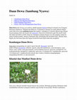 Research paper thumbnail of Daun Dewa (Sambung Nyawa) /Herbal /Daun Dewa (Sambung Nyawa