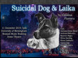 Research paper thumbnail of Political parable and theater: Suicidal Dog and Laika