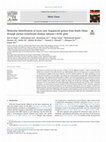 Research paper thumbnail of Molecular identification of seven new Zygopteran genera from South China through partial cytochrome oxidase subunit I (COI) gene