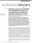 Research paper thumbnail of Modified expression of ZmMYB167 in Brachypodium distachyon and Zea mays leads to increased cell wall lignin and phenolic content