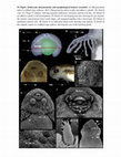 Research paper thumbnail of Early ontogeny and sequence heterochronies in Leiuperinae frogs (Anura: Leptodactylidae)