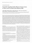 Research paper thumbnail of Netrin/DCC Signaling Guides Olfactory Sensory Axons to Their Correct Location in the Olfactory Bulb