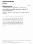 Research paper thumbnail of Adhering interacting cells to two opposing coverslips allows super-resolution imaging of cell-cell interfaces