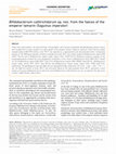 Research paper thumbnail of Bifidobacterium callitrichidarum sp. nov. from the faeces of the emperor tamarin (Saguinus imperator)