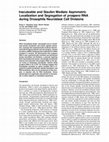 Research paper thumbnail of Inscuteable and Staufen Mediate Asymmetric Localization and Segregation of prosperoRNA during Drosophila Neuroblast Cell Divisions