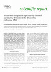 Research paper thumbnail of Inscuteable-independent apicobasally oriented asymmetric divisions in the Drosophila embryonic CNS