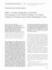 Research paper thumbnail of BMP7, a Putative Regulator of Epithelial Homeostasis in the Human Prostate, Is a Potent Inhibitor of Prostate Cancer Bone Metastasis in Vivo