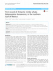 Research paper thumbnail of First record of Antarctic minke whale, Balaenoptera bonaerensis, in the northern Gulf of Mexico