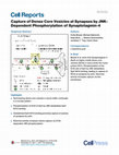 Research paper thumbnail of Capture of Dense Core Vesicles at Synapses by JNK-Dependent Phosphorylation of Synaptotagmin-4