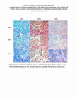 Research paper thumbnail of sj-pdf-1-vet-10.1177_03009858211069166 – Supplemental material for Immunophenotype of the inflammatory response in the central and enteric nervous systems of cockatiels (Nymphicus hollandicus) experimentally infected with parrot bornavirus 2