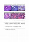 Research paper thumbnail of MIND model for triple-negative breast cancer in syngeneic mice for quick and sequential progression analysis of lung metastasis