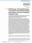 Research paper thumbnail of Ehrlichia spp. and Anaplasma spp. in Xenarthra mammals from Brazil, with evidence of novel ‘Candidatus Anaplasma spp.’