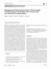 Research paper thumbnail of Rheological and Microstructural Study of Wheat Doughs Partially Replaced with Mesquite Flour (Prosopis alba) and Added with Transglutaminase