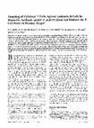 Research paper thumbnail of Targeting of cytotoxic T cells against leukemic B cells by bispecific antibody (aCD3 x aCD19) does not distract the T cell from its primary target