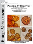 Research paper thumbnail of Puccinia hydrocotyles: Basidiomycetes: Uredinales