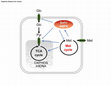 Research paper thumbnail of Methionine supplementation stimulates mitochondrial respiration