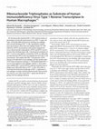 Research paper thumbnail of Ribonucleoside Triphosphates as Substrate of Human Immunodeficiency Virus Type 1 Reverse Transcriptase in Human Macrophages