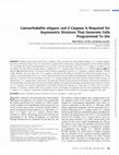 Research paper thumbnail of Caenorhabditis elegans ced-3 Caspase Is Required for Asymmetric Divisions That Generate Cells Programmed To Die