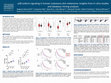 Research paper thumbnail of P38 Isoform Signaling in Human Cutaneous Skin Melanoma: Insights from in Vitro Studies and Database Mining Analyses