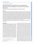 Research paper thumbnail of Neuroblast pattern and identity in the Drosophila tail region and role of doublesex in the survival of sex-specific precursors