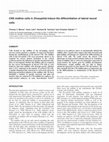 Research paper thumbnail of CNS midline cells in Drosophila induce the differentiation of lateral neural cells