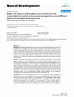 Research paper thumbnail of Single cell cultures of Drosophila neuroectodermal and mesectodermal central nervous system progenitors reveal different degrees of developmental autonomy