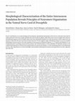 Research paper thumbnail of Morphological Characterization of the Entire Interneuron Population Reveals Principles of Neuromere Organization in the Ventral Nerve Cord of Drosophila