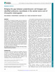 Research paper thumbnail of Bridging the gap between postembryonic cell lineages and identified embryonic neuroblasts in the ventral nerve cord of Drosophila melanogaster